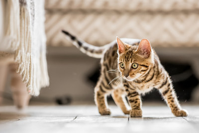 Photos courtesy of Adobe Stock