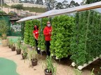 Sodexo: Fazenda Urbana de Paraisópolis produziu mais de 500kg de hortaliças
