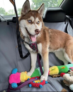 Siberian Husky Who Loves Car Rides Wins Pet Product Shopping Spree, Free Car Detailing