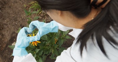 Walmart Canada prend de nouveaux engagements en matire de scurit des pollinisateurs (Groupe CNW/Walmart Canada)