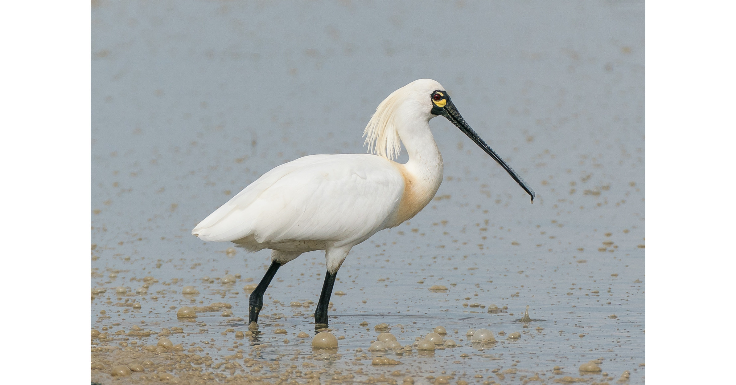 Lingnan University in Hong Kong and HKBWS study shows preservation of wetlands in Deep Bay area vital to protect declining waterbird species Lingnan University in Hong Kong and HKBWS study shows preservation of wetlands in Deep Bay area vital to protect declining waterbird species