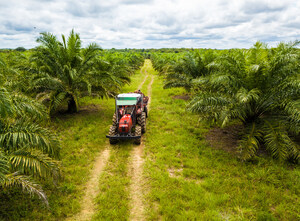ProColombia: La Colombia si impegna per una produzione sostenibile di olio di palma