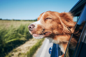 Red Roof® And GoPetFriendly Partner To Make Traveling With Pets Easier This Summer