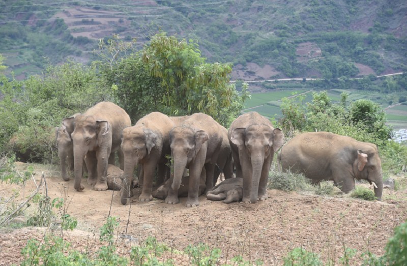 Photo taken on June 21, 2021 shows adult Asian elephants stand in rows to shade the little ones. (Photo provided by Cui Yonghong)