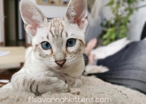 Looking For Bengal Cats For Sale - The Best Priced Snow Bengal Kitten Breeders in Miami, Florida &amp; Los Angeles, California - Exotic Cats For Your Home