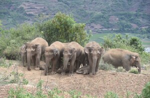Xinhua Silk Road: Manada de elefantes migrantes de China está protegida en Yunnan Yuxi