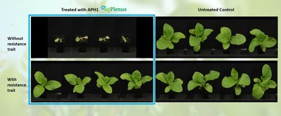 Greenhouse testing of APH1 – modified tobacco plants with resistance trait vs unmodified control