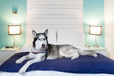 Canalside Inn's resident Husky, Sky, greets all guests when they arrive at our pet friendly boutique hotel.