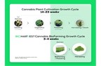 Bioharvest Sciences Inc.'s First Cannabis Cell Reservoir Produces Ongoing Flowering Stage Cannabinoid Cells For 2 Years