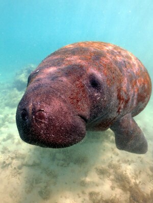 Manatees in the Dominican Republic Get Help from Clearwater Marine Aquarium Research Institute
