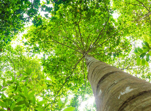 AVG Group Sarl Invests In Biogas Coal Solution from Norway; Arbaflame AS