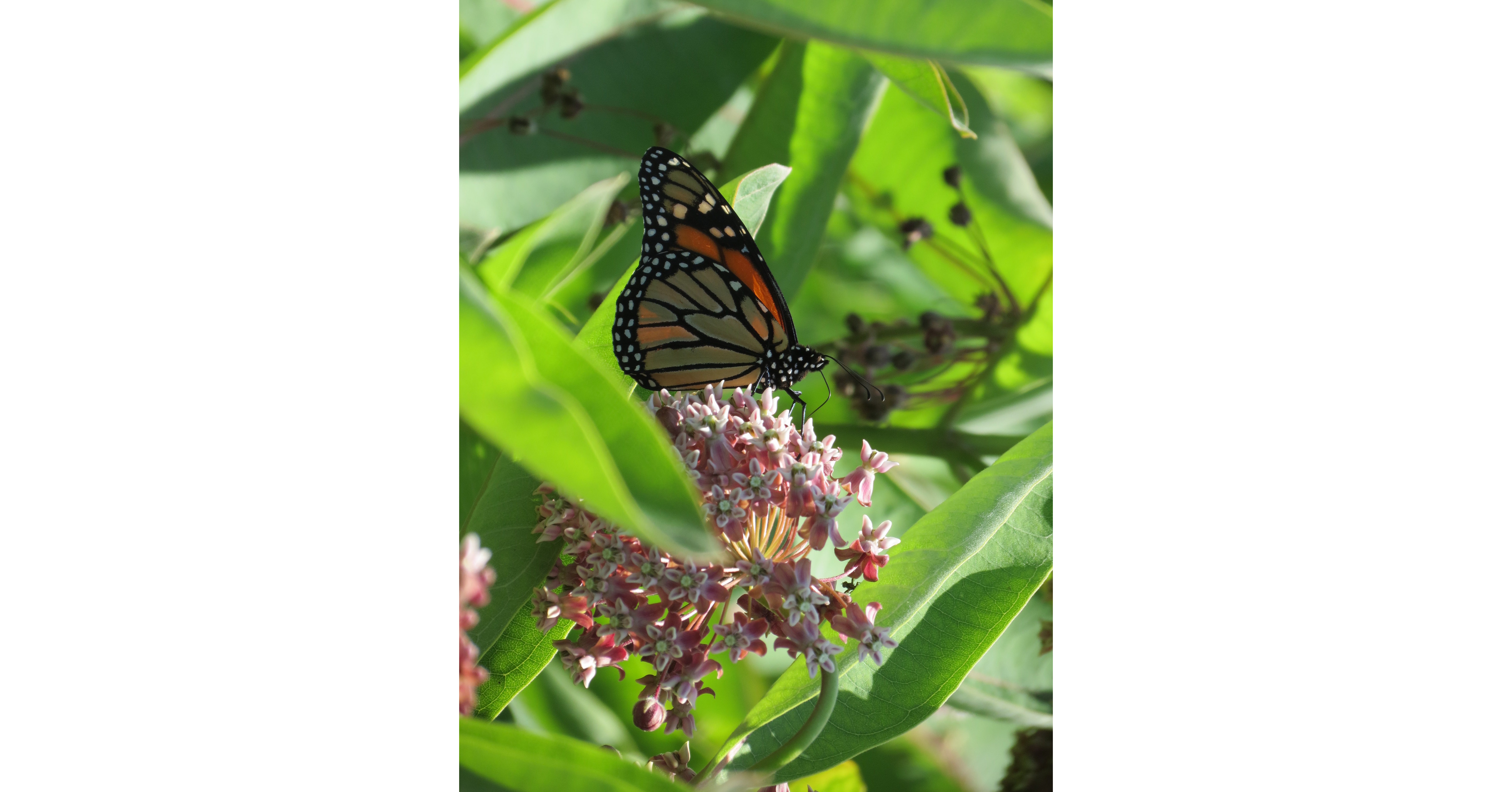 'The Flight Of The Monarch Butterfly - The Pollinator Project' To Air ...