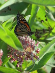 A_Monarch_Butterfly_on_Milkweed