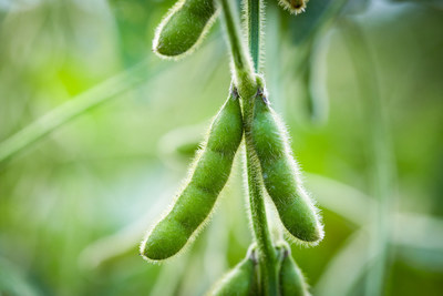 “Benson Hill is working to leverage the natural genetic diversity of crops, like soybean and yellow pea, in innovative ways to serve these growing markets. We are extremely excited to see their growth and the expanding availability of high-protein ingredients designed with plant-based meat products in mind,' said Liz Specht, Ph.D., Vice President of Science and Technology at The Good Food Institute.