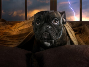 10 Tips to Prepare Pets before Storms and Wildfires Hit