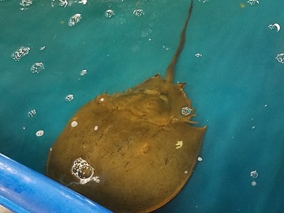 An Atlantic horseshoe crab as part of the interventional ecological aquaculture efforts conducted at Kepley BioSystems to reduce biomedical dependence on wild horseshoe crab stocks for LAL production.