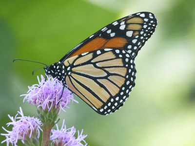 Monarch butterfly - Credit: Insectarium de Montral (K.Vendette) (CNW Group/Espace pour la vie)