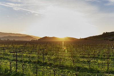 Napanook Vineyard in Yountville, California