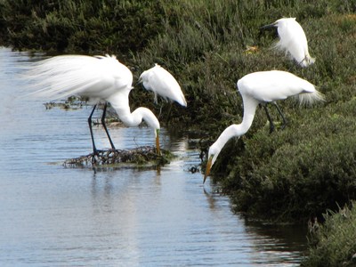 Snowy Great Egrets thriving in the Ballona Wetlands, one of 1,700 species who call LA's last coastal wetlands home. DefendBallonaWetlands.org documents the many other species there. Courtesy Jonathan Coffin