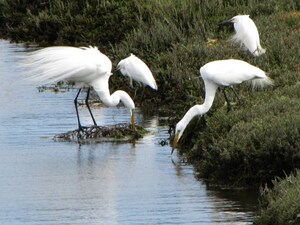 Marvel Hero Genesis Butler Says: Don't Bulldoze LA's Ballona Wetlands!