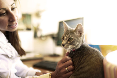 Cat in a pet-friendly workplace