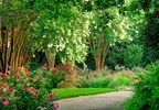 Gibbs Gardens--nature's magical place--where roses reign all summer