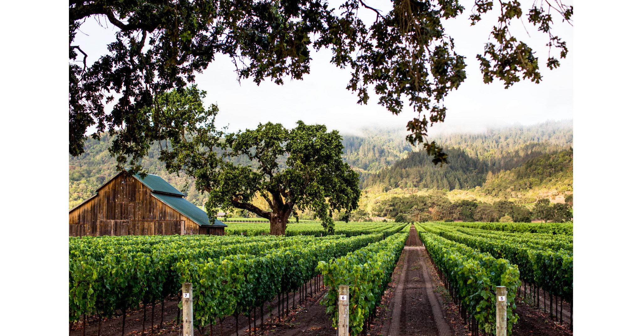 Ulysses Vineyard receives its CCOF Organic Certification