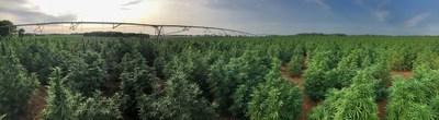 Delta Agriculture hemp farm in Kentucky.