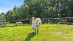 Noah's Park, An Animal Sanctuary in Orange County, NY, Offered For Sale