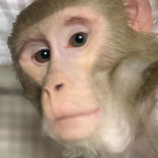 Born Free USA Welcomes Rhesus Macaque Formerly Kept as a Pet to Its South Texas Primate Sanctuary