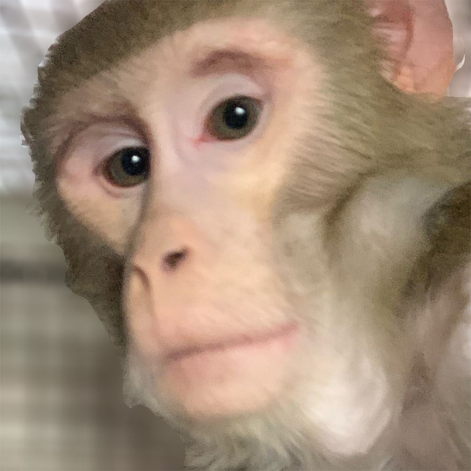 are capuchin monkeys legal in texas