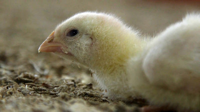 A chicken being raised for meat sits at an industrial farm at an undisclosed location. World Animal Protection is calling for better welfare standards for chickens to ensure that they have things like better ventilation, reduced stocking density, reduced growth rate and the ability to perform natural behaviours. (CNW Group/World Animal Protection)