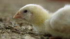 Canadian fast-food companies failing when it comes to chicken welfare says new global report