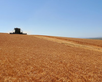 July 2021 Cascade Organic Farms Hard Red Wheat being harvested in Washington State