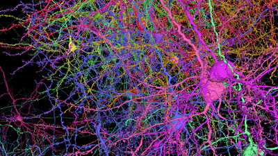 3D reconstruction of cells from the MICrONS dataset showing the complexity of the shapes and branching axons and dendrites within a small piece of mouse cortex. Each cell is labeled with a different color.