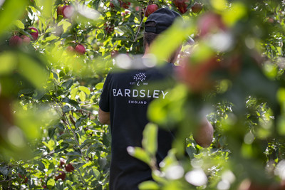 A Bardsley employee examines apples at the company’s UK orchard (PRNewsfoto/Camellia Plc)