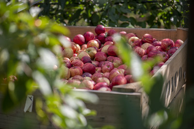 Bardsley’s apple produce at its UK orchard (PRNewsfoto/Camellia Plc)