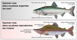 Nord-du-Québec - Modification réglementaire à la pêche sportive dans les zones 23 nord et 24
