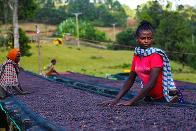 Hamasho Washing Station Ethiopia