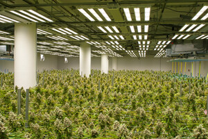 Legion of Bloom Grows Award-Winning Cannabis at Sustainable Indoor Facility in Oakland