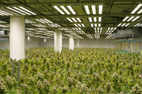 Fohse LED flowering room at LEGION Cultivation a week before harvest