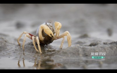 Un crabe soldat sur une vasire dans la baie de Danzhou, le de Hainan, en Chine. (Capture d'cran vido) (PRNewsfoto/Hainan International Media Center (HIMC))
