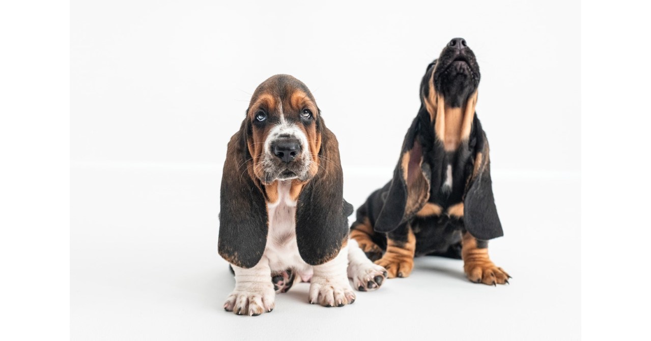 ansvar Antagelser, antagelser. Gætte Integration DSW and Hush Puppies Announce Exclusive Wholesale Partnership