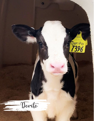 Dairy calves, like Dorito, will share their farm story and the story of their first year of life with Wisconsin students through Dairy Farmers of Wisconsin's 2021-22 Adopt a Cow Program. Program registration is August 1 - September 15 at www.DiscoverDairy.com/adopt.