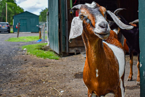Chester, the goat champion for Catskill Animal Sanctuary