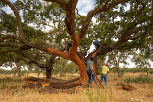 The Portuguese cork industry urges the public to choose cork to combat climate change