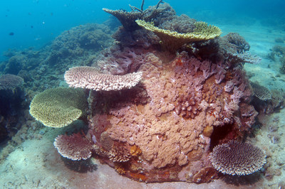 Memorial Reef resting on sea floor