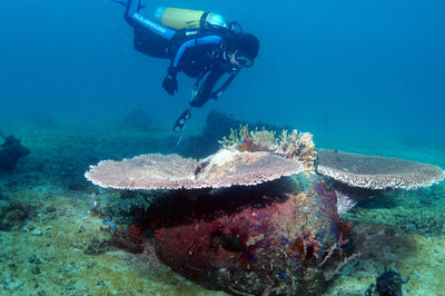 Memorial Reef with advanced coral