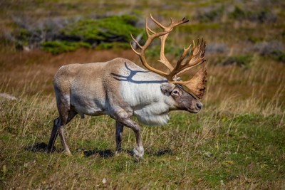 Photo credit: Garry Donaldson
Woodland Caribou in nature (CNW Group/Environment and Climate Change Canada)