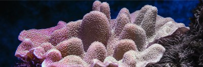 Seed Health Announces Next Environmental Initiative To Develop Probiotics for Coral Reef Regeneration